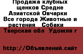 Продажа клубных щенков Средне Азиатской Овчарки - Все города Животные и растения » Собаки   . Тверская обл.,Удомля г.